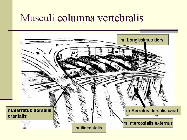 Musculi columna vertebralis m. Longissimus dorsi m. Serratus dorsalis cranialis m. Serratus dorsalis caud