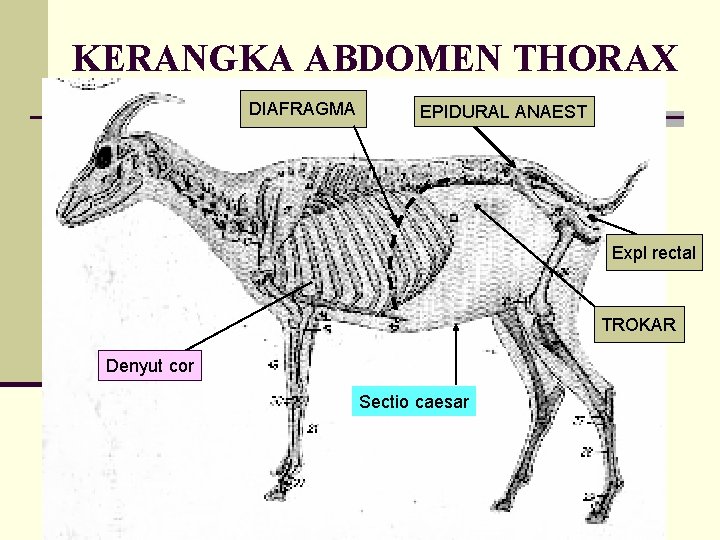 KERANGKA ABDOMEN THORAX DIAFRAGMA EPIDURAL ANAEST Expl rectal TROKAR Denyut cor Sectio caesar 