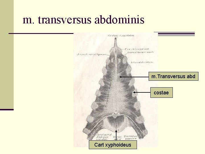 m. transversus abdominis m. Transversus abd costae Cart xyphoideus 