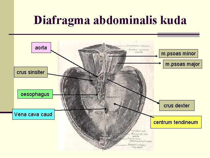 Diafragma abdominalis kuda aorta m. psoas minor m. psoas major crus sinsiter oesophagus crus