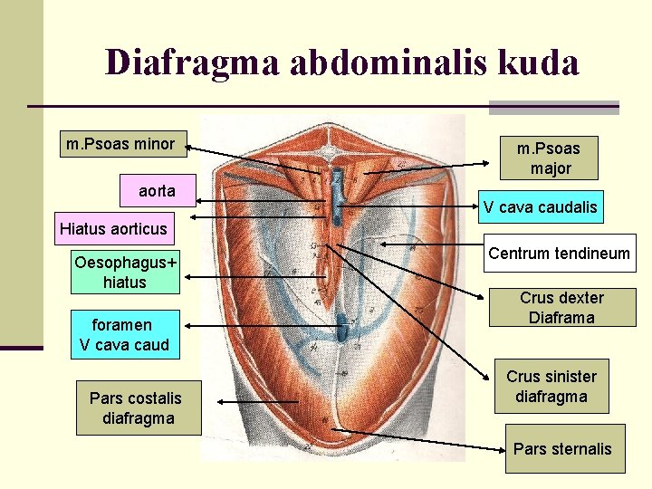 Diafragma abdominalis kuda m. Psoas minor aorta m. Psoas major V cava caudalis Hiatus