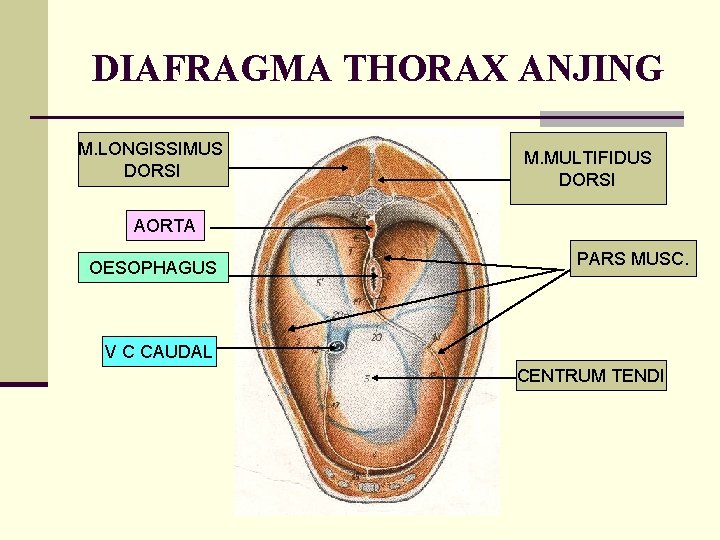 DIAFRAGMA THORAX ANJING M. LONGISSIMUS DORSI M. MULTIFIDUS DORSI AORTA OESOPHAGUS PARS MUSC. V