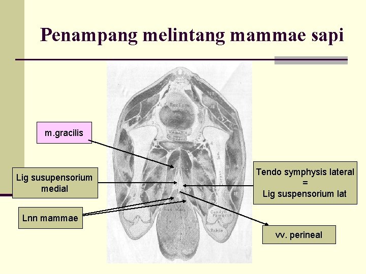 Penampang melintang mammae sapi m. gracilis Lig susupensorium medial Tendo symphysis lateral = Lig