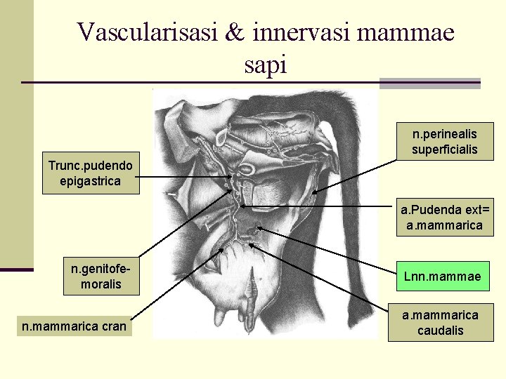 Vascularisasi & innervasi mammae sapi n. perinealis superficialis Trunc. pudendo epigastrica a. Pudenda ext=