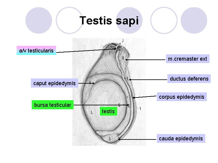 Testis sapi a/v testicularis m. cremaster ext ductus deferens caput epidedymis corpus epidedymis bursa