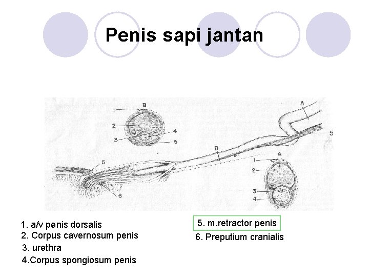 Penis sapi jantan 1. a/v penis dorsalis 2. Corpus cavernosum penis 3. urethra 4.