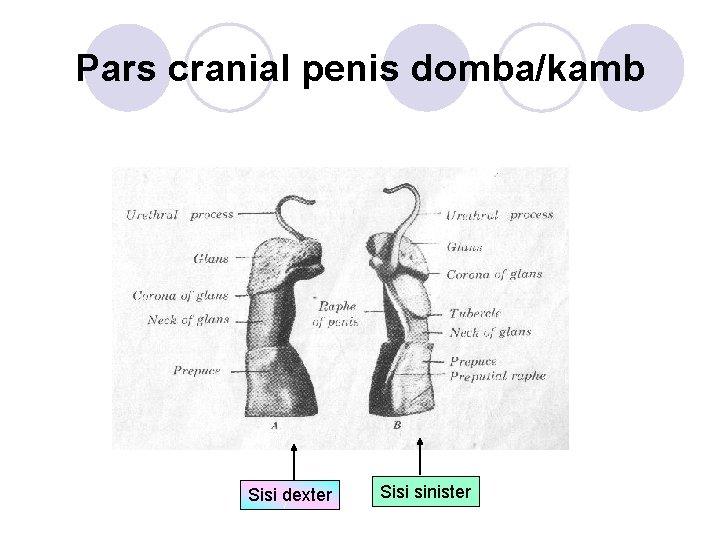 Pars cranial penis domba/kamb Sisi dexter Sisi sinister 