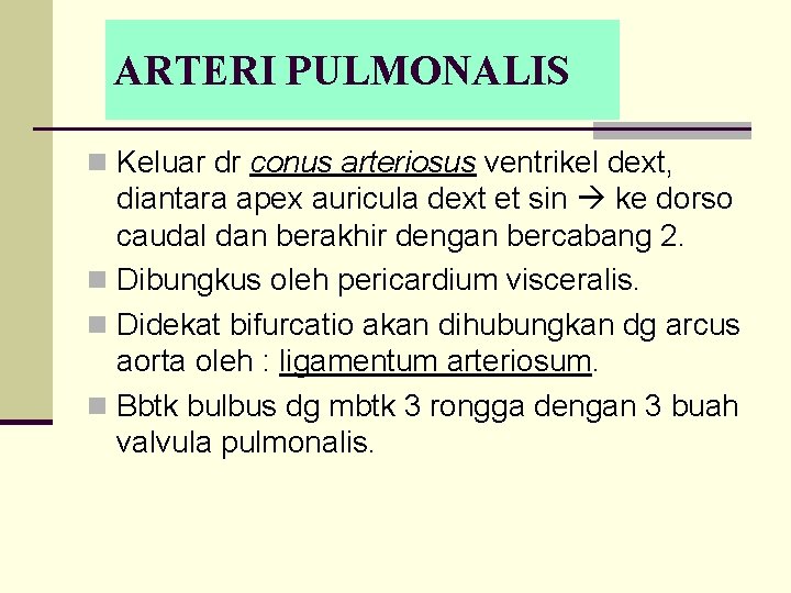 ARTERI PULMONALIS n Keluar dr conus arteriosus ventrikel dext, diantara apex auricula dext et