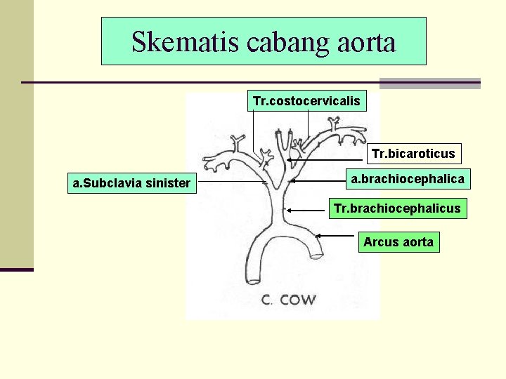 Skematis cabang aorta Tr. costocervicalis Tr. bicaroticus a. Subclavia sinister a. brachiocephalica Tr. brachiocephalicus