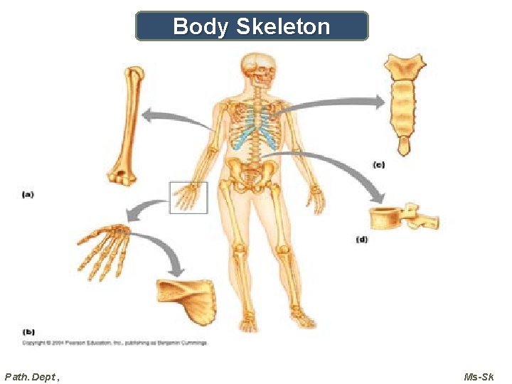 Body Skeleton Path. Dept , Ms-Sk 