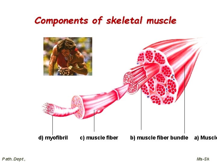 Components of skeletal muscle d) myofibril Path. Dept , c) muscle fiber bundle a)