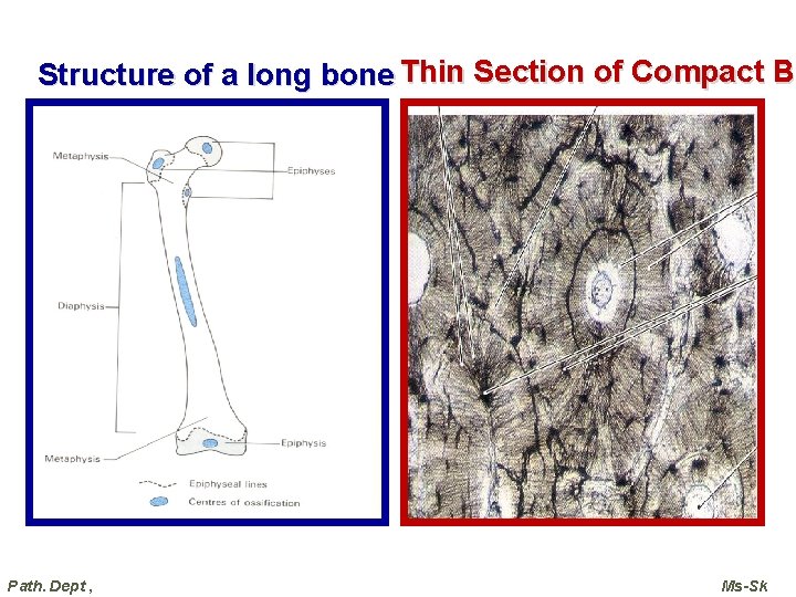 B Structure of a long bone Thin Section of Compact Bo Path. Dept , B Structure of a long bone Thin Section of Compact Bo Path. Dept ,