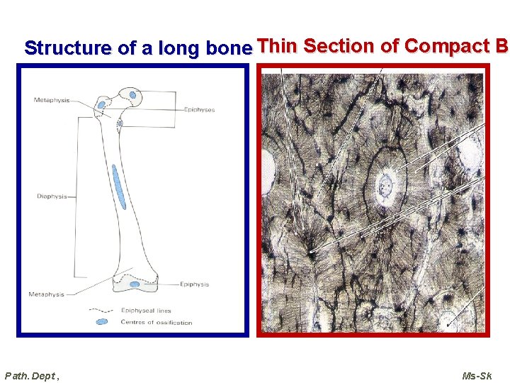 B Structure of a long bone Thin Section of Compact Bo Path. Dept ,