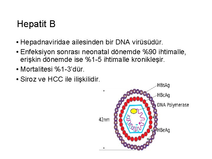 Hepatit B • Hepadnaviridae ailesinden bir DNA virüsüdür. • Enfeksiyon sonrası neonatal dönemde %90