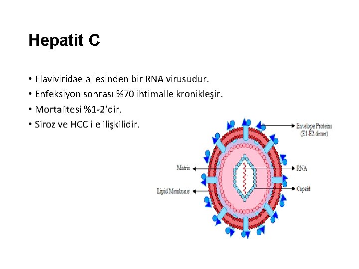 Hepatit C • Flaviviridae ailesinden bir RNA virüsüdür. • Enfeksiyon sonrası %70 ihtimalle kronikleşir.