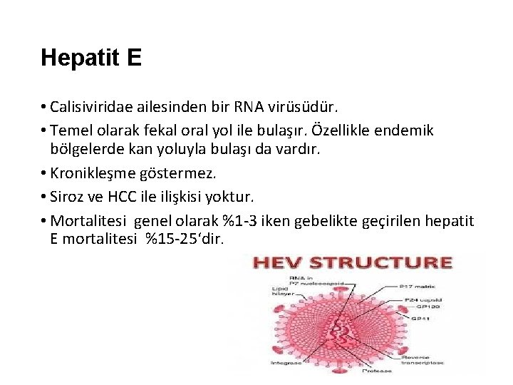 Hepatit E • Calisiviridae ailesinden bir RNA virüsüdür. • Temel olarak fekal oral yol