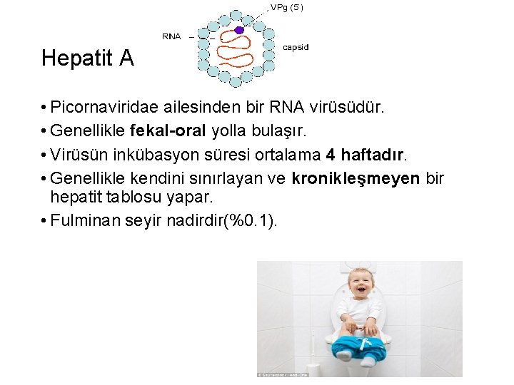 Hepatit A • Picornaviridae ailesinden bir RNA virüsüdür. • Genellikle fekal-oral yolla bulaşır. •