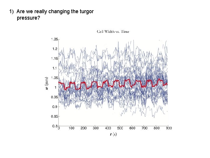 1) Are we really changing the turgor pressure? 