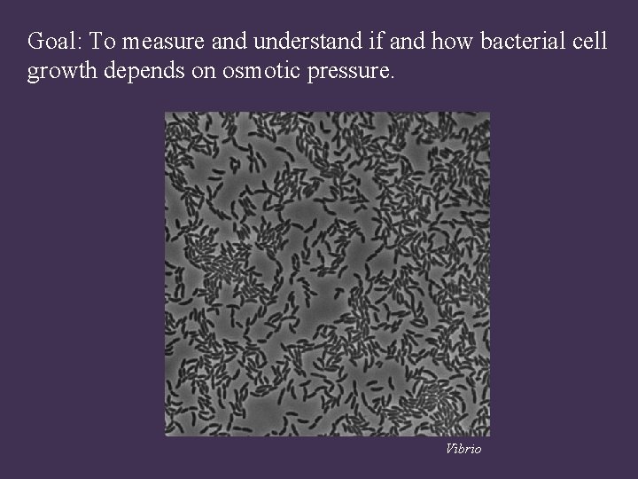 Goal: To measure and understand if and how bacterial cell growth depends on osmotic
