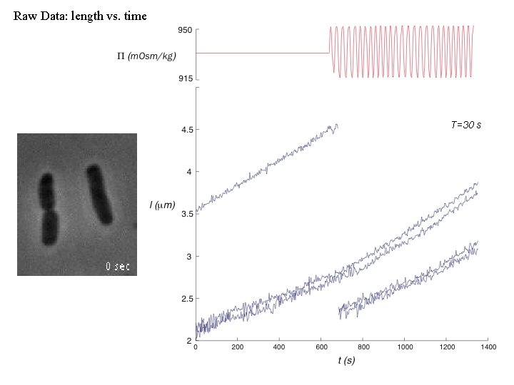 Raw Data: length vs. time T=30 s 