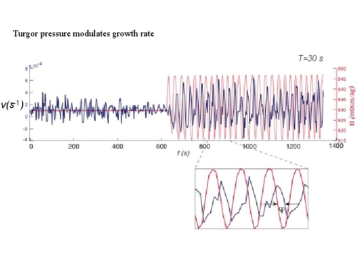 Turgor pressure modulates growth rate T=30 s v(s-1) 