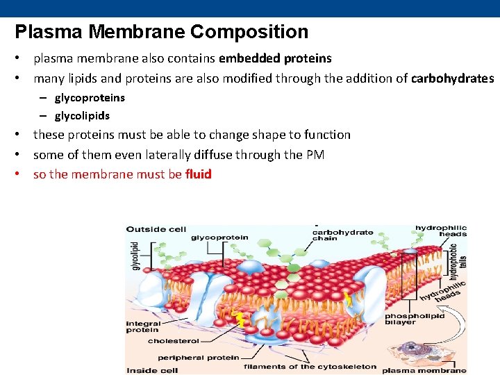 Plasma Membrane Composition • plasma membrane also contains embedded proteins • many lipids and
