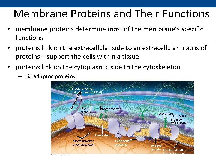 Membrane Proteins and Their Functions • membrane proteins determine most of the membrane’s specific