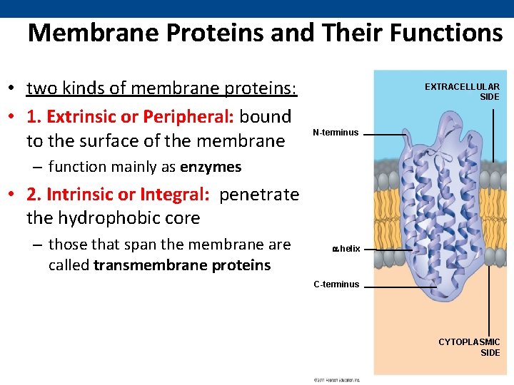 Membrane Proteins and Their Functions • two kinds of membrane proteins: • 1. Extrinsic