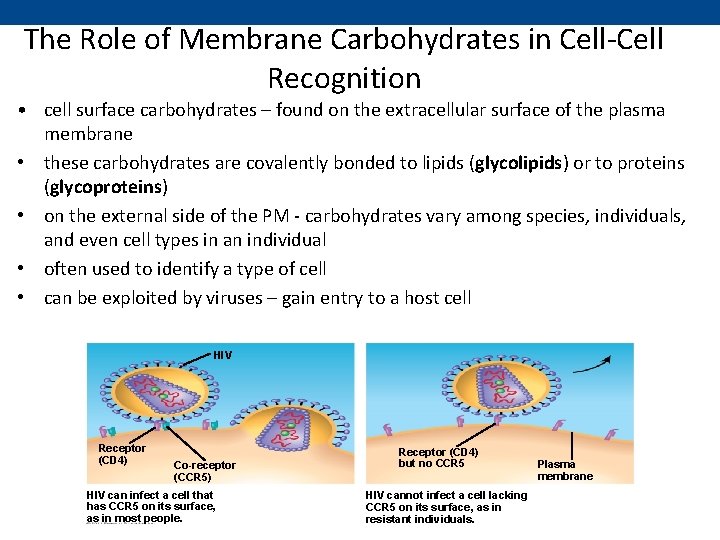 The Role of Membrane Carbohydrates in Cell-Cell Recognition • cell surface carbohydrates – found