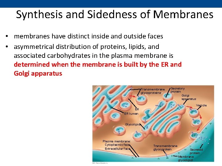Synthesis and Sidedness of Membranes • membranes have distinct inside and outside faces •