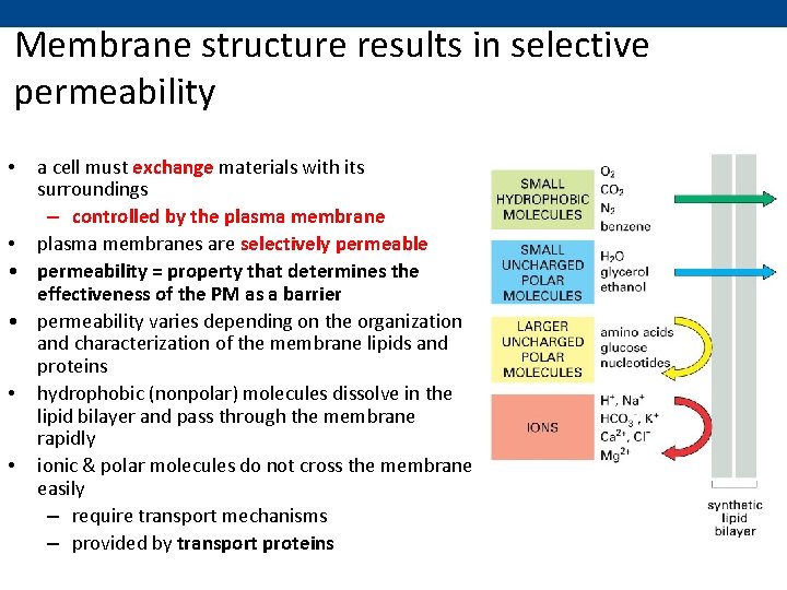 Membrane structure results in selective permeability a cell must exchange materials with its surroundings