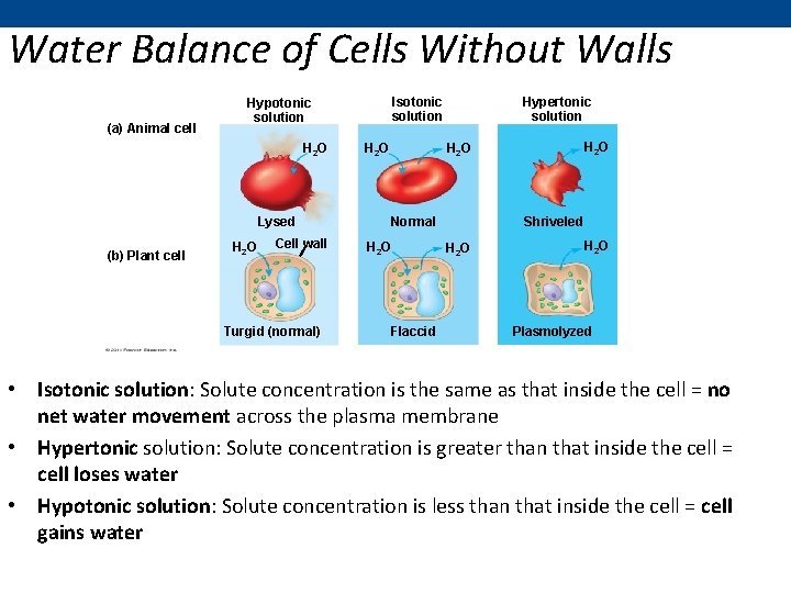 Water Balance of Cells Without Walls (a) Animal cell H 2 O Lysed (b)