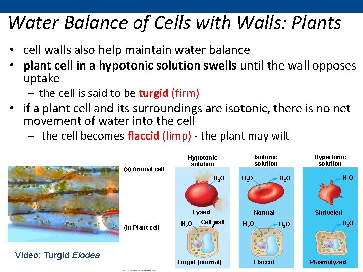 Water Balance of Cells with Walls: Plants • cell walls also help maintain water