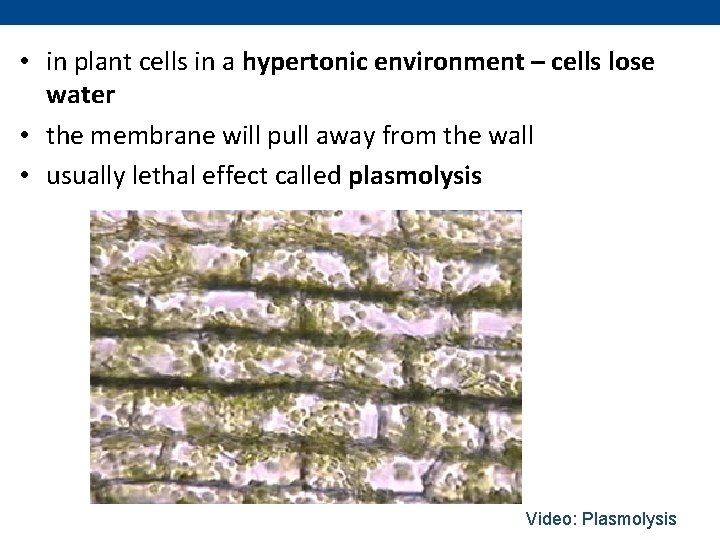  • in plant cells in a hypertonic environment – cells lose water •