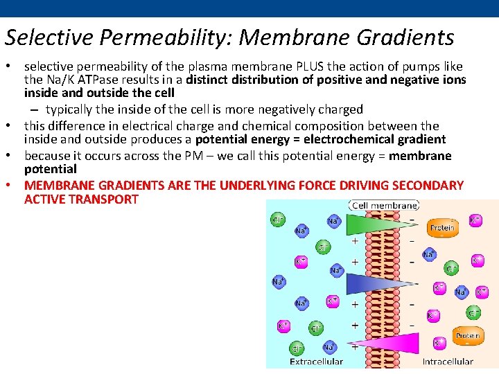 Selective Permeability: Membrane Gradients • selective permeability of the plasma membrane PLUS the action