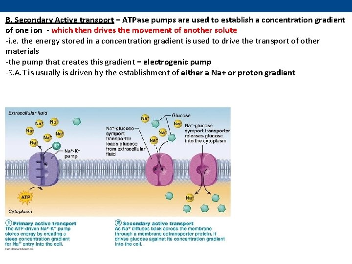 B. Secondary Active transport = ATPase pumps are used to establish a concentration gradient