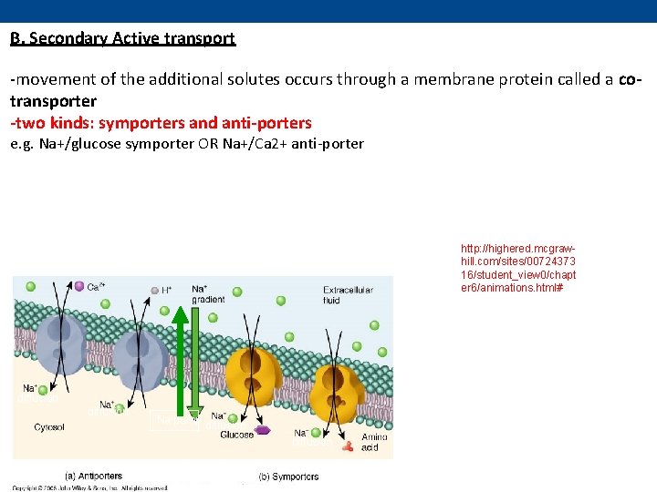 B. Secondary Active transport -movement of the additional solutes occurs through a membrane protein