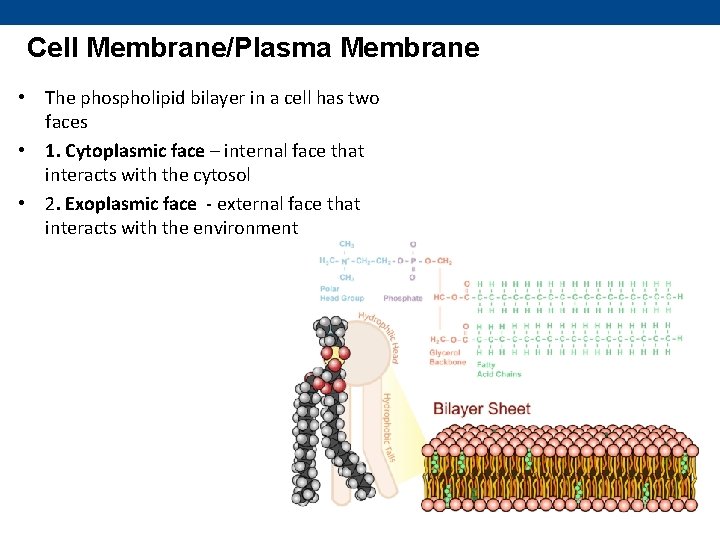 Cell Membrane/Plasma Membrane • The phospholipid bilayer in a cell has two faces •