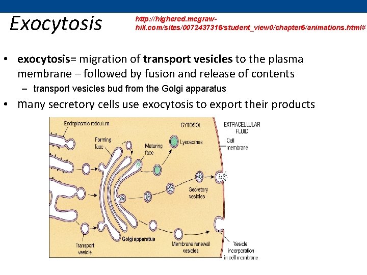 Exocytosis http: //highered. mcgrawhill. com/sites/0072437316/student_view 0/chapter 6/animations. html# • exocytosis= migration of transport vesicles