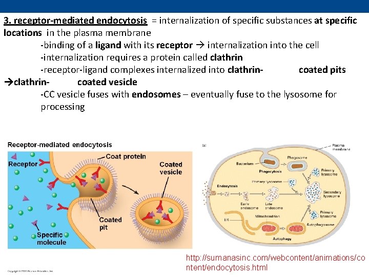 3. receptor-mediated endocytosis = internalization of specific substances at specific locations in the plasma