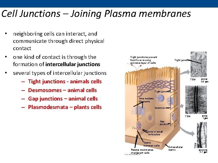 Cell Junctions – Joining Plasma membranes Tight junctions prevent fluid from moving across a