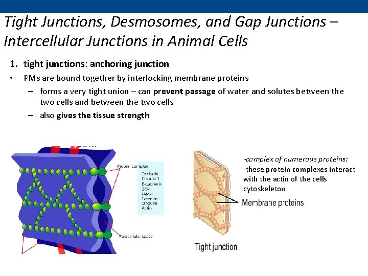 Tight Junctions, Desmosomes, and Gap Junctions – Intercellular Junctions in Animal Cells 1. tight