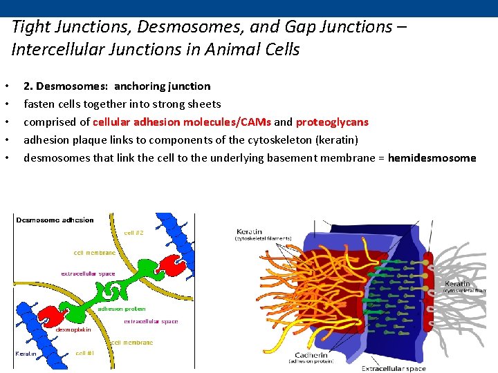 Tight Junctions, Desmosomes, and Gap Junctions – Intercellular Junctions in Animal Cells • •