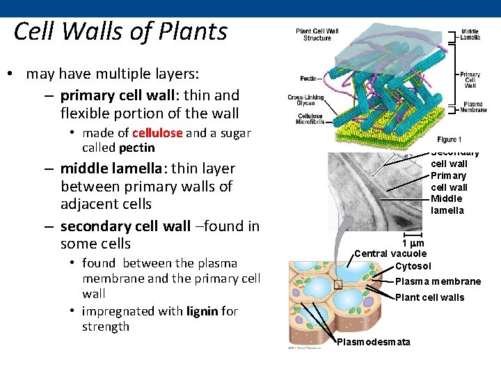 Cell Walls of Plants • may have multiple layers: – primary cell wall: thin