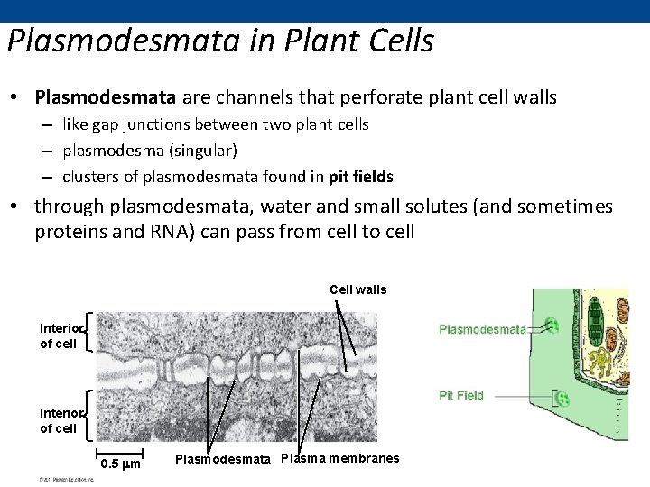 Plasmodesmata in Plant Cells • Plasmodesmata are channels that perforate plant cell walls –