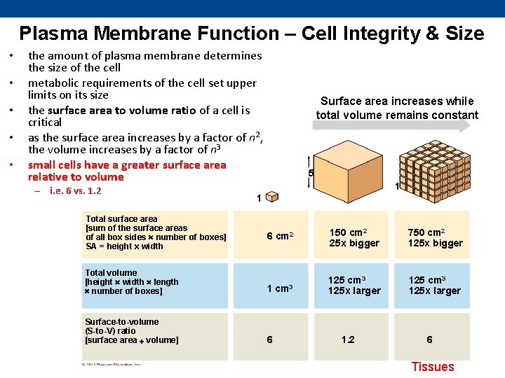 Plasma Membrane Function – Cell Integrity & Size • • • the amount of