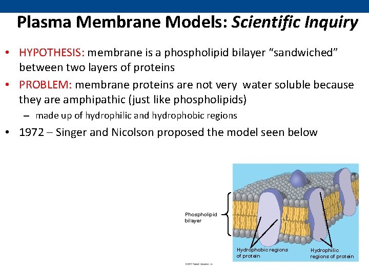 Plasma Membrane Models: Scientific Inquiry • HYPOTHESIS: membrane is a phospholipid bilayer “sandwiched” between