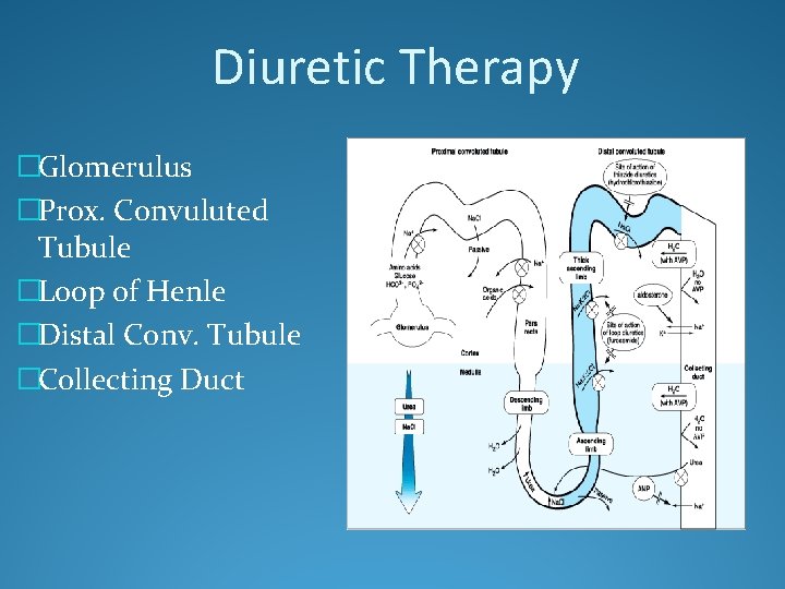 Diuretic Therapy �Glomerulus �Prox. Convuluted Tubule �Loop of Henle �Distal Conv. Tubule �Collecting Duct