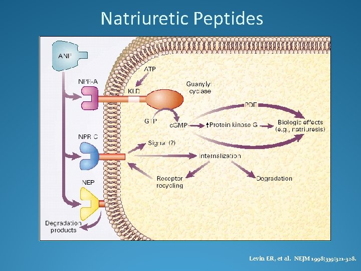 Natriuretic Peptides Levin ER, et al. NEJM 1998; 339: 321 -328. 