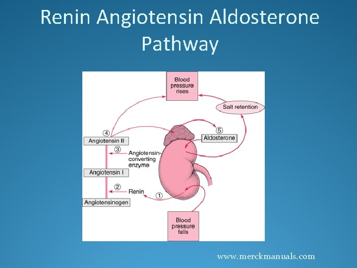 Renin Angiotensin Aldosterone Pathway www. merckmanuals. com 